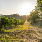Beste Weinregionen die man in Italien besuchen muss