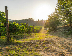 Beste Weinregionen die man in Italien besuchen muss